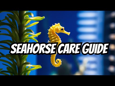 Morský koník (Hippocampus kuda) — video o chove a starostlivosti