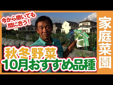 露地で秋に播種する10月に播種する大根はどれですか
