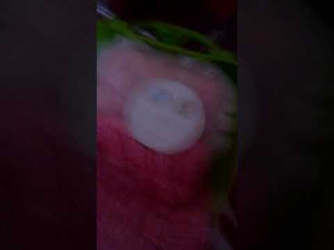 История Инка про то как он нашел кошку эррора Ошибку кст посмотрите этот комикс класс!