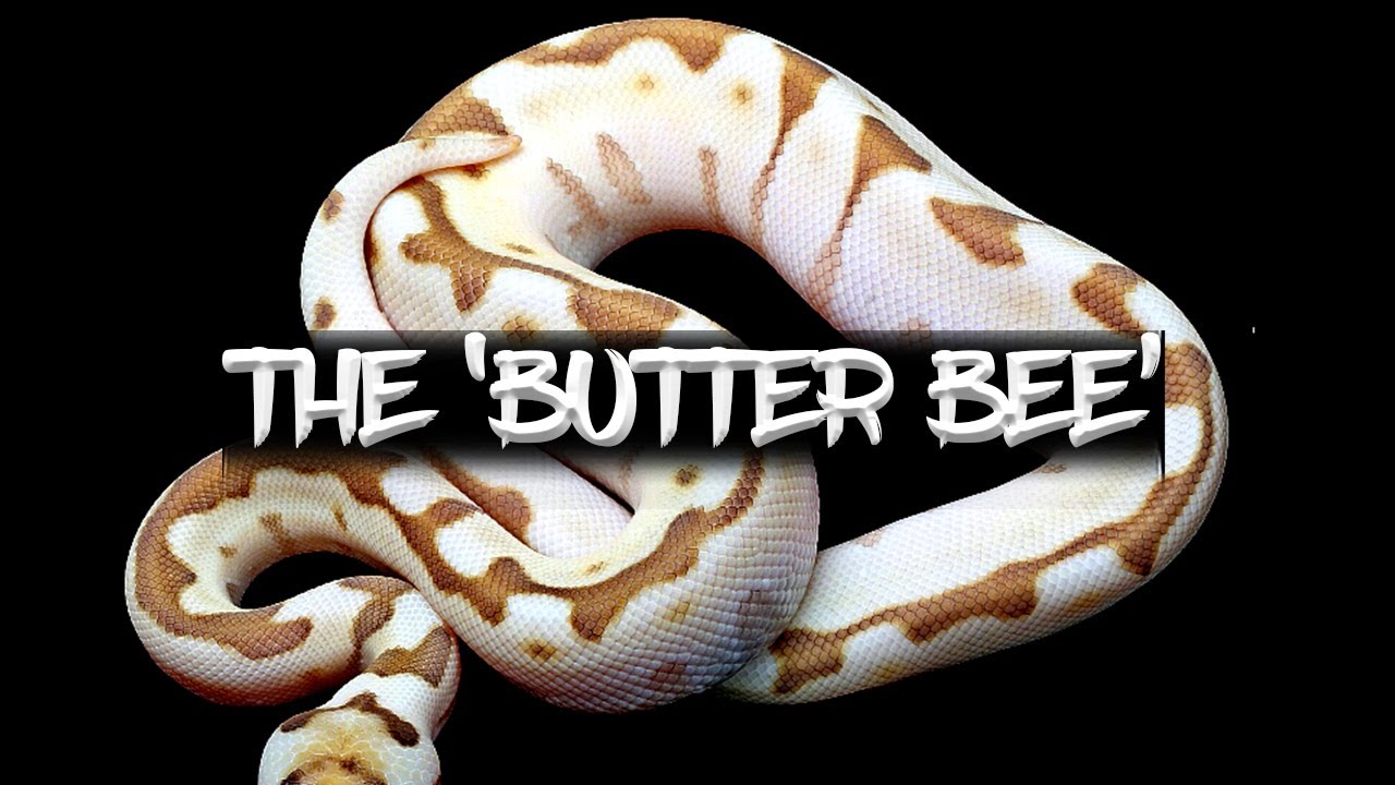 The Amazing 'Butter Bee' Ball Python!