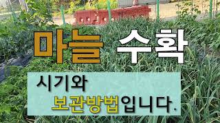 마늘 수확 시기와 보관 방법입니다. #마늘 잘 가꾸는법 #마늘 수확시기 #저장성 좋은 마늘 가꾸기.