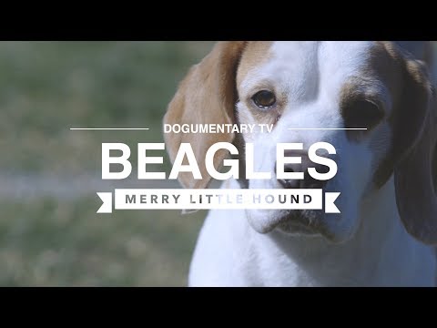 BEAGLES THE MERRY LITTLE HOUND