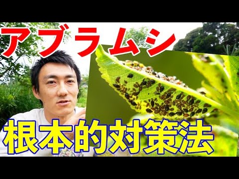 桃の木をアブラムシに対して自然に処理するにはどうすればよいですか?私の祖父母が果樹に使っている5つの治療法  庭園