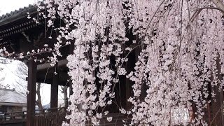preview picture of video '京都 桜の頃 立本寺 Ryūhon-ji Temple with cherry blossoms, Kyoto(2013-03)'