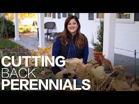 , title : 'Cutting Back Perennials in the Fall 🌿🍂✂️ // Garden Answer'
