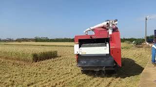 野馬YH6120割稻機 桃園觀音收割稻子