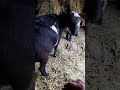 Stop Pooping On Me Lola Acting Like Lola Nigeriangoats Milkinggoats Homesteadlife