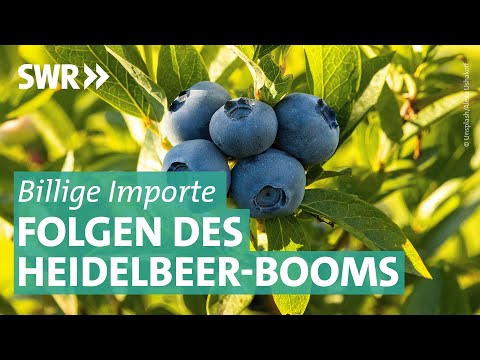 Blaubeer-Boom: Welche Folgen hat der Import aus dem Ausland? | Marktcheck SWR