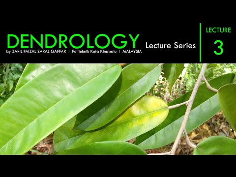 Introduction to Dendrology - Lecture 3