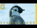 Penguin S First Swim Secrets Of The Penguins National Geographic