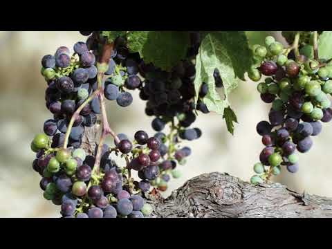 Tenuta CastelGiocondo – The spirit of Montalcino – Marchesi Frescobaldi