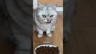 Почему кошка любит, чтобы хозяин наблюдает за тем, как она ест #кот #коты #shorts