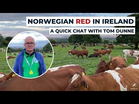 , title : 'Tom Dunne and his 400 + Norwegian Reds'