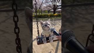 公園で遊ぶ猫にインタビュー