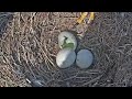 Port Tobacco Eagles 😢 One Egg Has Broken 😢  2024.03.13