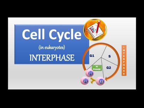 Cell cycle and Interphase