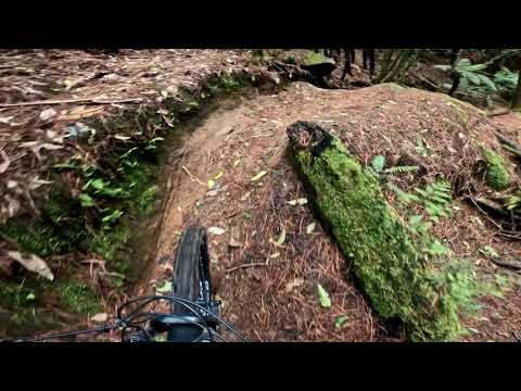 Kung Fu Walrus @ Whakarewarewa Forest. Rotorua