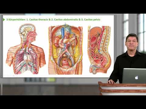 Situs Abdomen: Übersicht Magen-Darm-Trakt & Einteilung Körperhöhlen und Bauchregionen