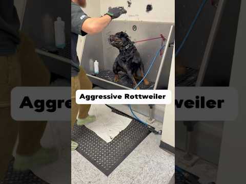 Quite the challenge #rottweiler #rottweilers  #doggrooming #dogsofyoutube  #dogbath