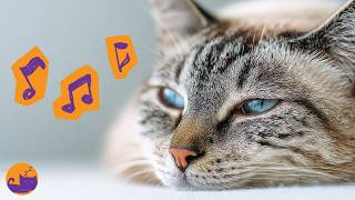 Instantly Calm Your Cat 🎼🐱 (Works in Minutes!)🌈