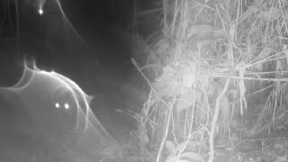 O MISTÉRIO DE LUZES  NA FLORESTA AMAZÔNICA. VIVENDO SOZINHO EM UMA ILHA.