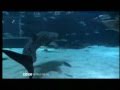 World Biggest Aquarium Florida - BBC FastTrack ...