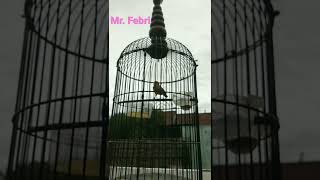 Download lagu dakbal full kenari (mr. febri) mp3