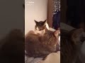 Cat Bite Another Cat Scream Meme Shorts