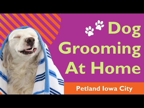 At Home Dog Grooming Tips