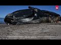 A dead whale appears on a beach in Southern Argentina
