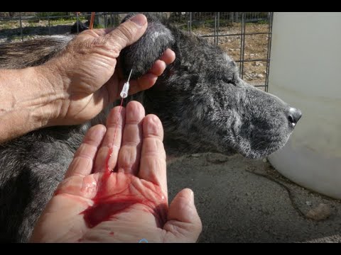 DOG EAR HEMATOMA BLOOD DRAINING . DO IT YOURSELF AT HOME