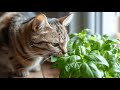 Do Cats Eat Basil Leaves Is It Safe For Them To Consume This Herb In Any Form