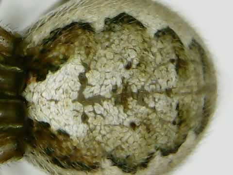 download lagu mp3 mp4 Zygiella X Notata, download lagu Zygiella X Notata gratis, unduh video klip Zygiella X Notata