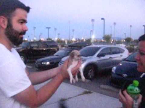 Tiny dog at Kellogg Zaher Park.