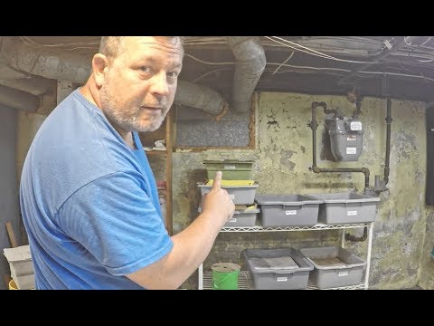 Check on 3 week ENC nursery & a routine feeding - vermicomposting