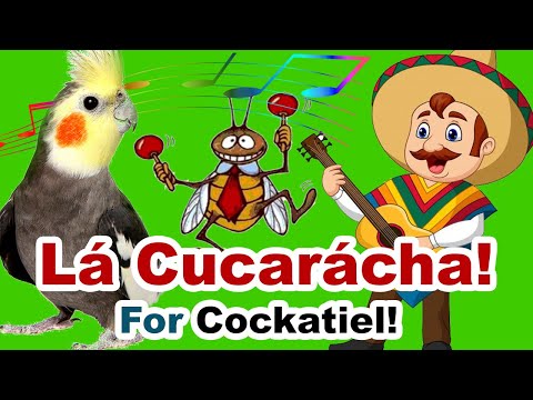 la cucaracha whistle for cockatiel practice - cockatiel whistle practice
