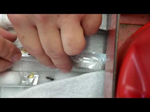 My three new Honeypot queens 2021