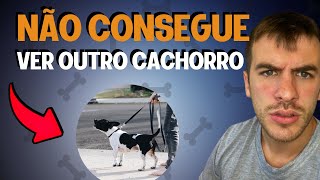 5 Melhores Dicas Pro Seu Cachorro Parar De Latir Para Outros Cães No Passeio