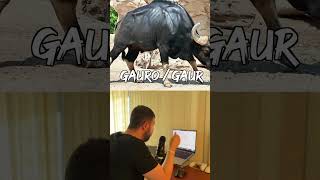 🚨 O Animal que está MATANDO TIGRES DE BENGALA na Índia #animals #tiger #shorts #worldnario