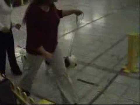 Best In Show female puppy Bhoomi Lamleh Schambala