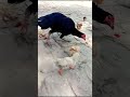 Wow Cutie mama hen chicks video || Cutie chicken || Adorable beautiful hen  #shorts #animal  #birds