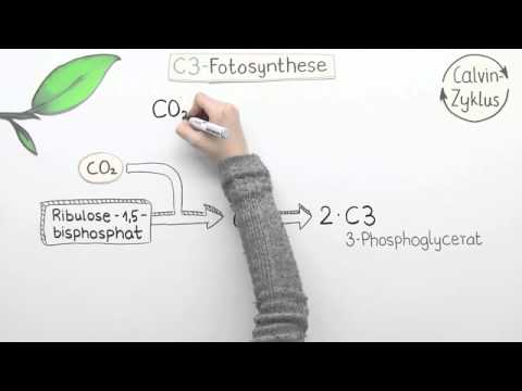 Varianten der Fotosynthese - C4 und CAM | Biologie | Pflanzen und Pilze