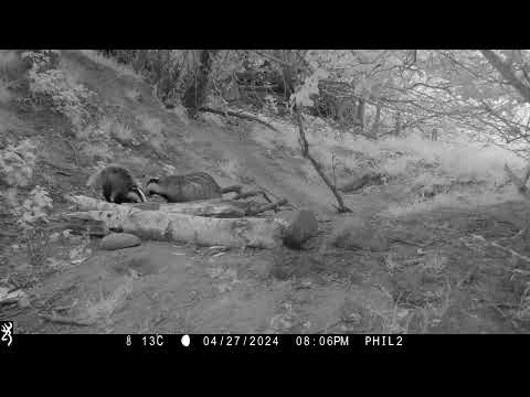 Foraging amongst the logs