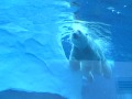 Detroit Zoo Polar Bear Exhibit 6 07 09