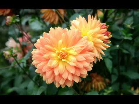 Tayfun Kaan   Senin Icin   03   Ah Bakkal Amca