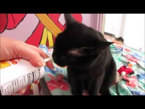 Meet Lochi a Domestic Shorthair currently available for adoption! 4/6/2020 9:21:38 AM