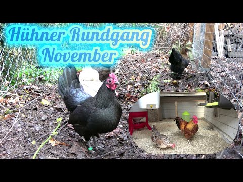 Hühner Rundgang im November - Laub, Kompost, Futterspender, Wasser, Küken und Arbeit im Stall