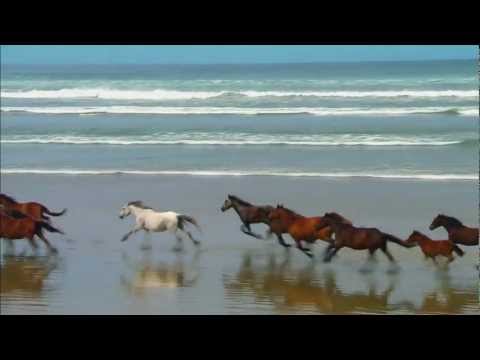 Heste der løber god dammit!!!