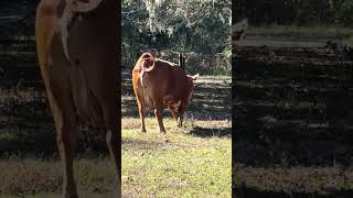 Doing what we’re best at ….#cow #farming #farmlife #shorts