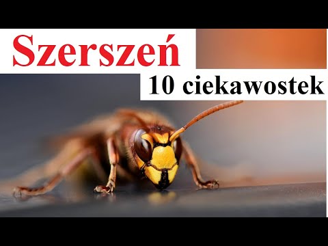 Hornet - 10 interesting facts